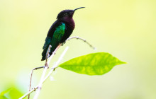 Rainforest Adventures St Lucia10