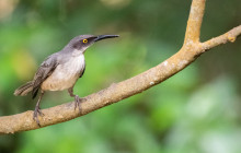 Rainforest Adventures St Lucia13