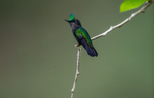 Rainforest Adventures St Lucia15