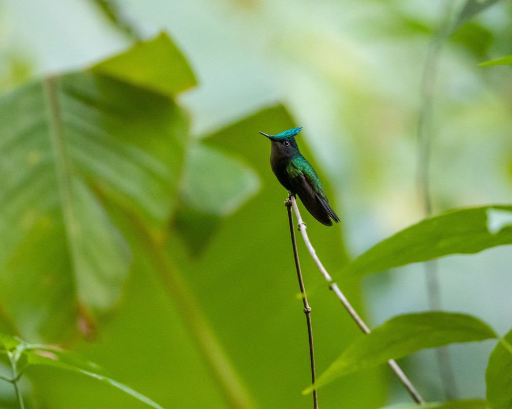 Rainforest Adventures St Lucia