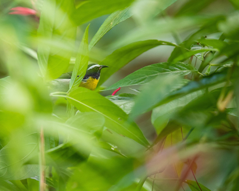 Rainforest Adventures St Lucia