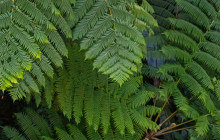 Rainforest Adventures St Lucia11