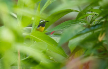 Rainforest Adventures St Lucia12