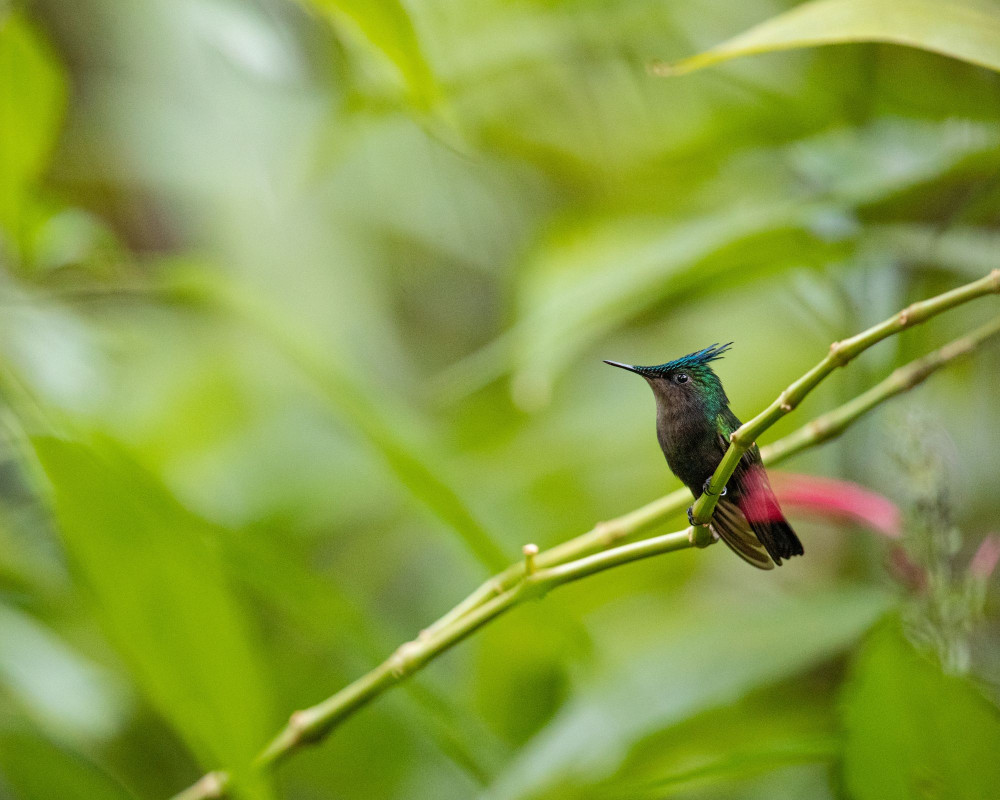 Guided Rainforest Hike on the Jacquot Trail – St. Lucia