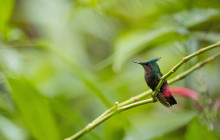 Rainforest Adventures St Lucia13