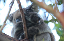 See Adelaide and Beyond9