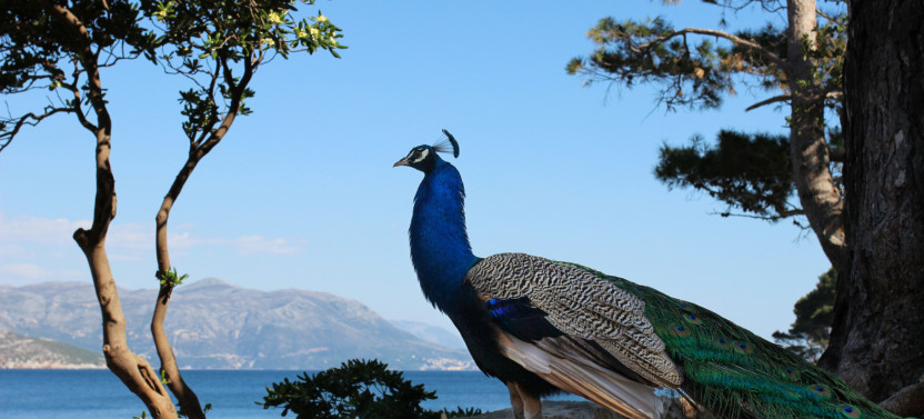 Game of Thrones to Lokrum Island
