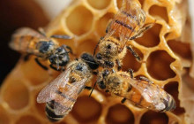 Avalon Travel Services12