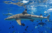 Bora Bora Cultural Lagoon Tour5