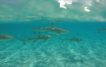 Bora Bora Cultural Lagoon Tour4