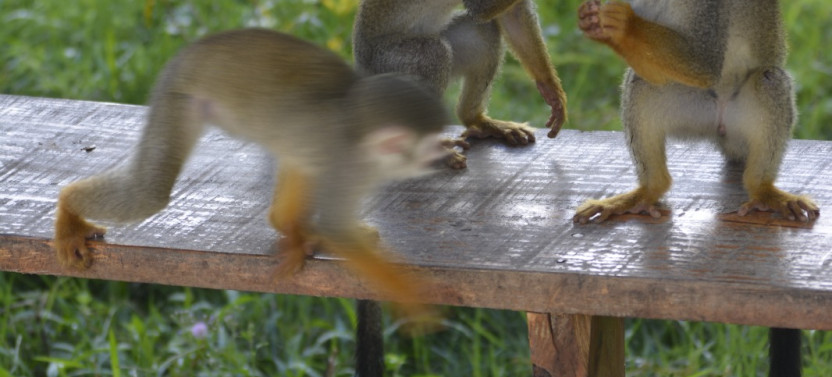 Puerto Plata Monkey Home Tour by Minivan