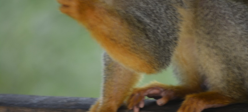 Puerto Plata Monkey Home Tour by Minivan