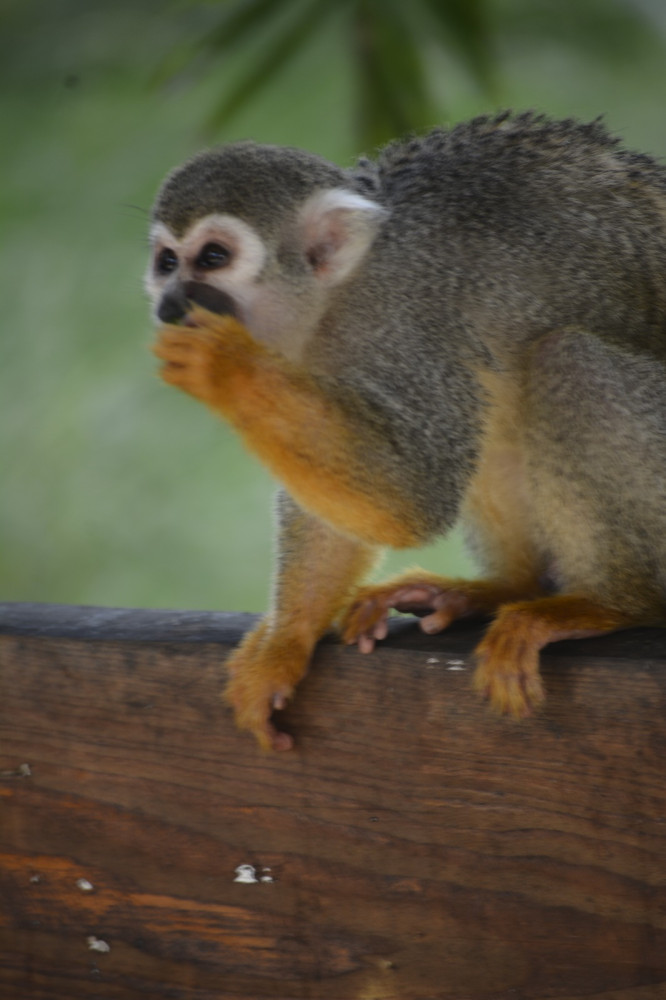 Puerto Plata Monkey Home Tour by Minivan