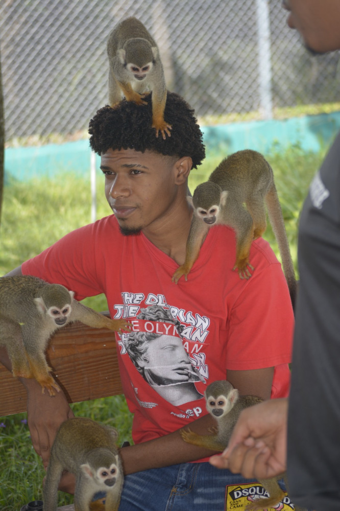 Puerto Plata Monkey Home Tour by Minivan