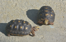 Edwin Transfers Tours9