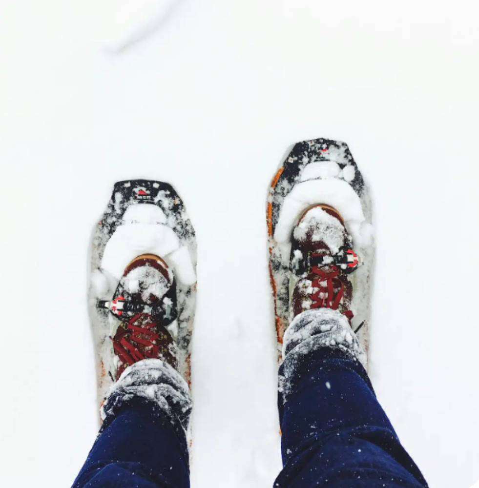 Private Yellowstone Winter Wildlife Tour & Snowshoe