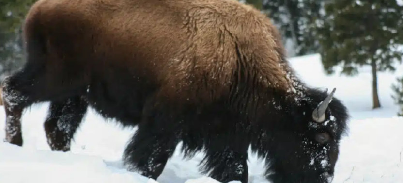 Private Yellowstone Winter Wildlife Tour & Snowshoe