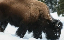 Good Trip Adventures - Rocky Mountains3