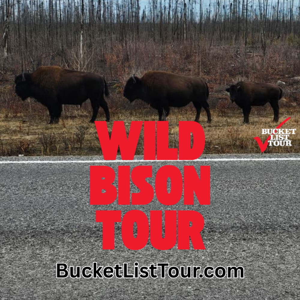 Bison Highway Road Tour - Yellowknife | Project Expedition