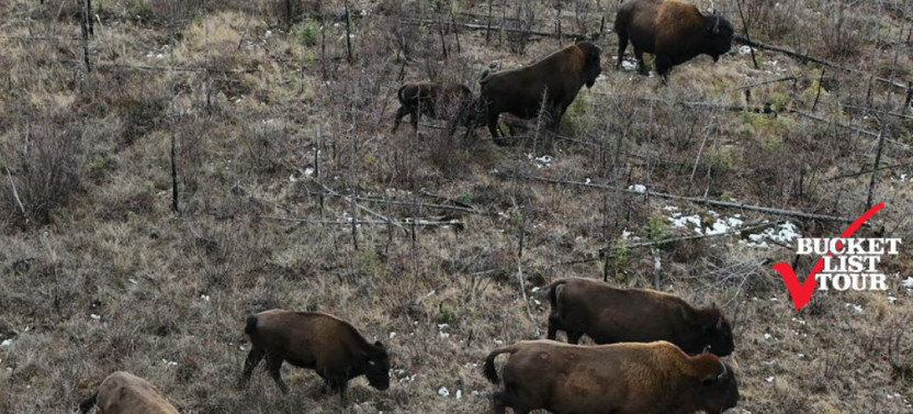 Bison Highway Road Tour