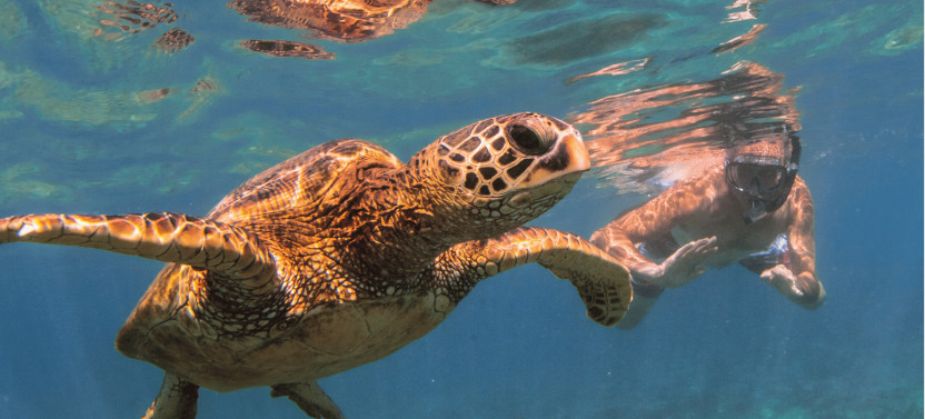 Hawaii’s Original Private Island Tour with Turtle Snorkeling