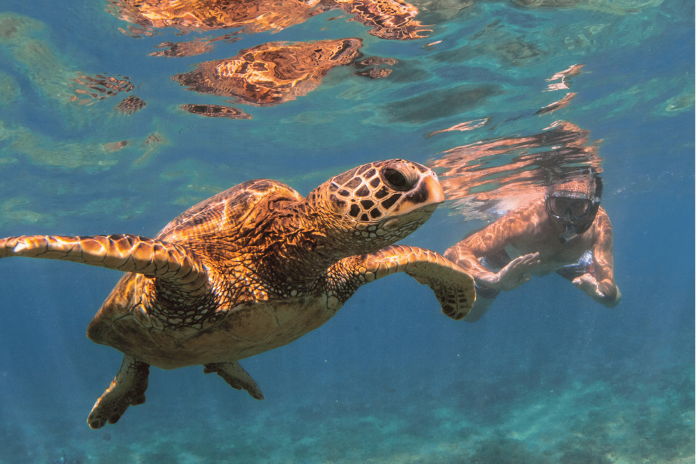 Hawaii’s Original Private Island Tour with Turtle Snorkeling