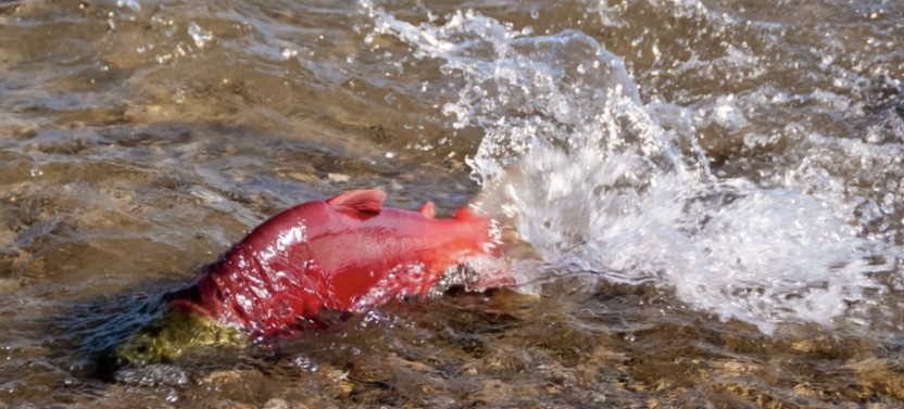 Self-Guided E-Bike Salmon Adventure