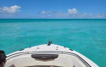 Dolphin Safari Charters3