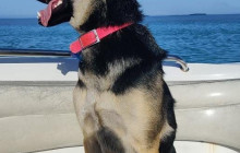 Dolphin Safari Charters8