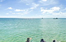 Dolphin Safari Charters9