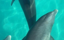 Dolphin Safari Charters11