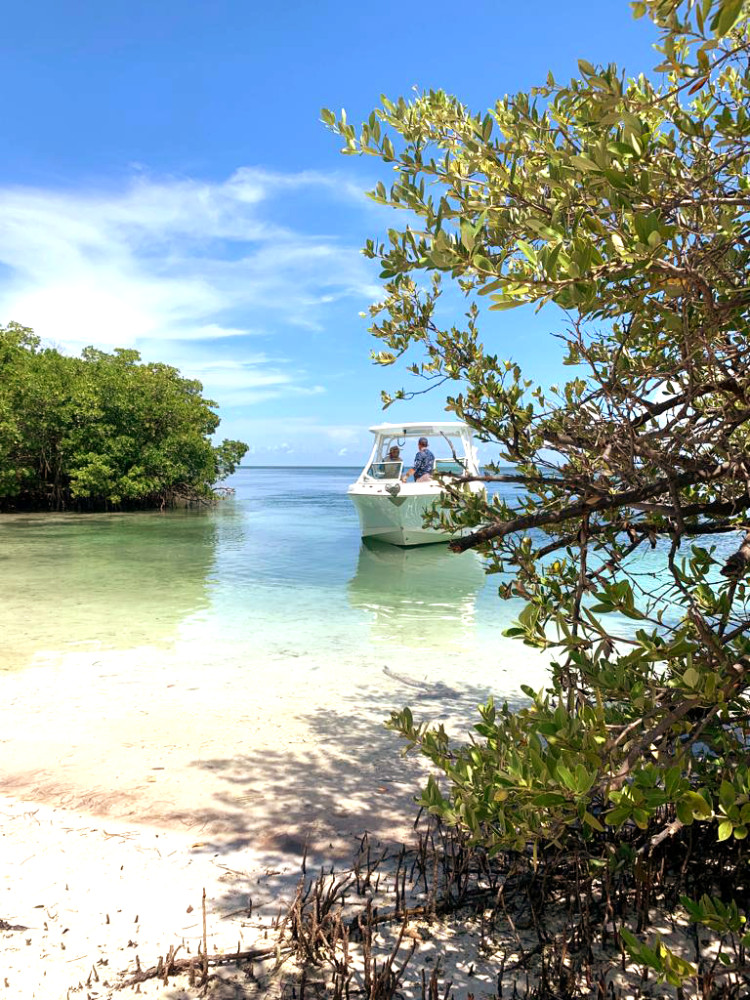 Dolphin Safari Charters