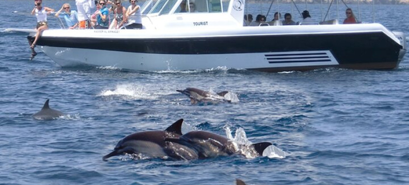 Muscat: Dolphin Watching & Snorkeling Trip