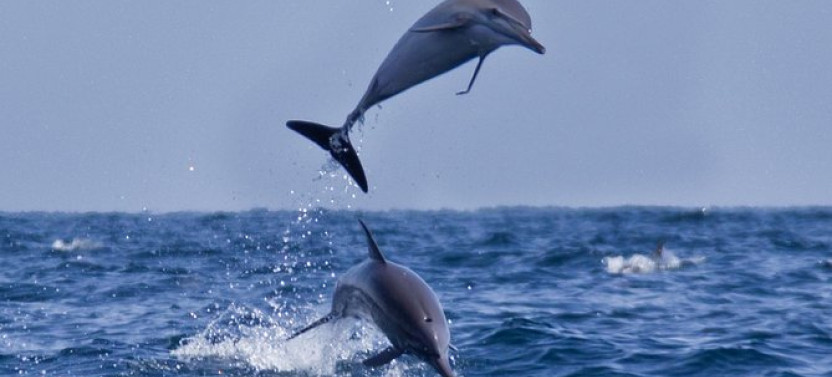 Muscat: Dolphin Watching & Coastal Sightseeing