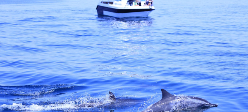 Muscat: Dolphin Watching & Coastal Sightseeing