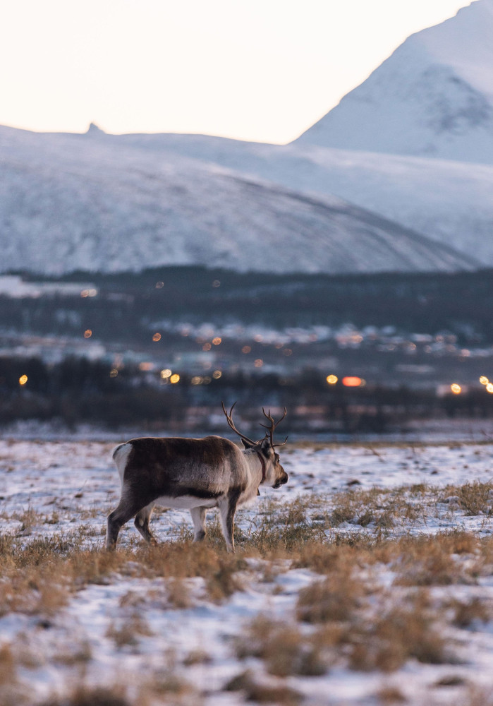Tromsø: Express Fjord Road Trip
