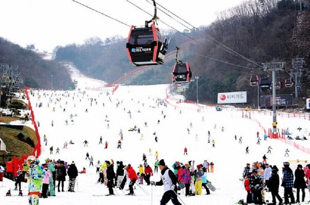 Korea One Day Ski Tour: Yangji Pine & Jisan Forest