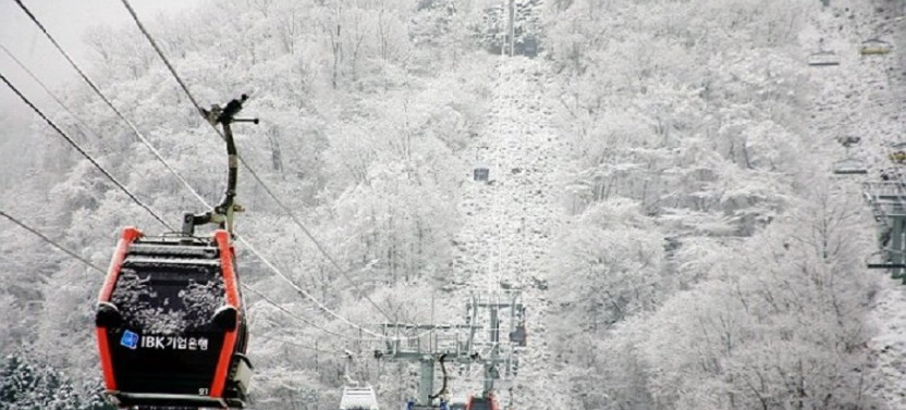 Korea One Day Ski Tour: Yangji Pine & Jisan Forest