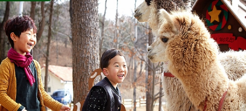 Nami Island + Alpaca World