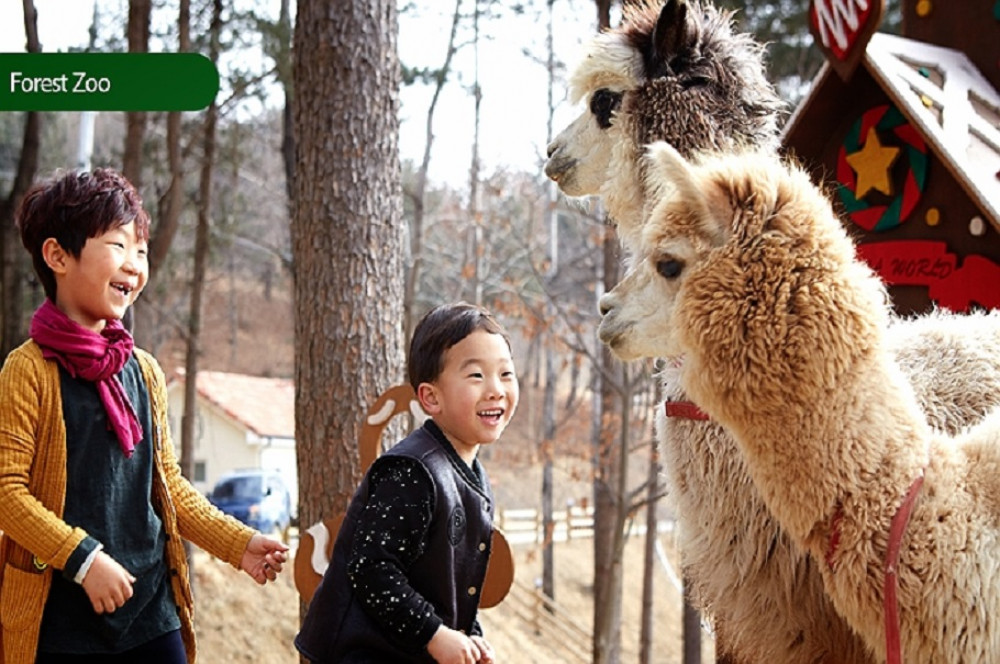 Nami Island + Alpaca World