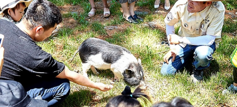 Nami Island + Alpaca World