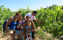 City Sightseeing Toronto5