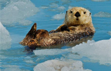 Phillips Cruises & Tours, LLC8