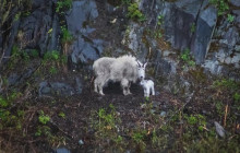 Phillips Cruises & Tours, LLC5