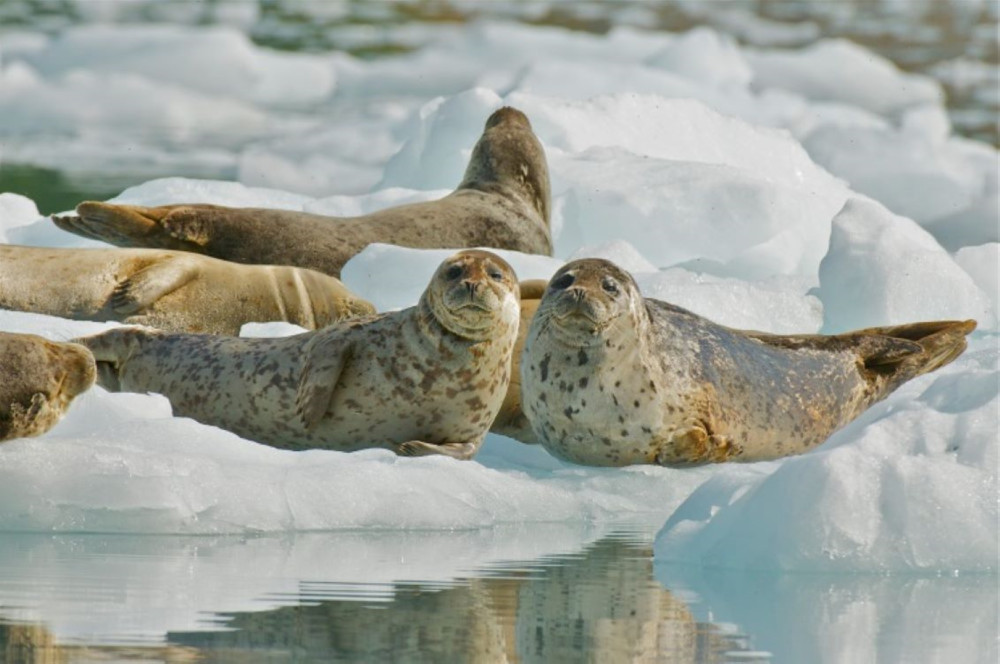 Phillips Cruises & Tours, LLC