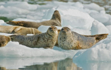 Phillips Cruises & Tours, LLC19