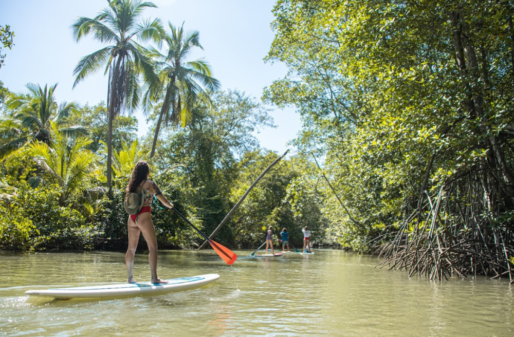 Damas Mangrove Eco-SUP: Wildlife & Calm Waters