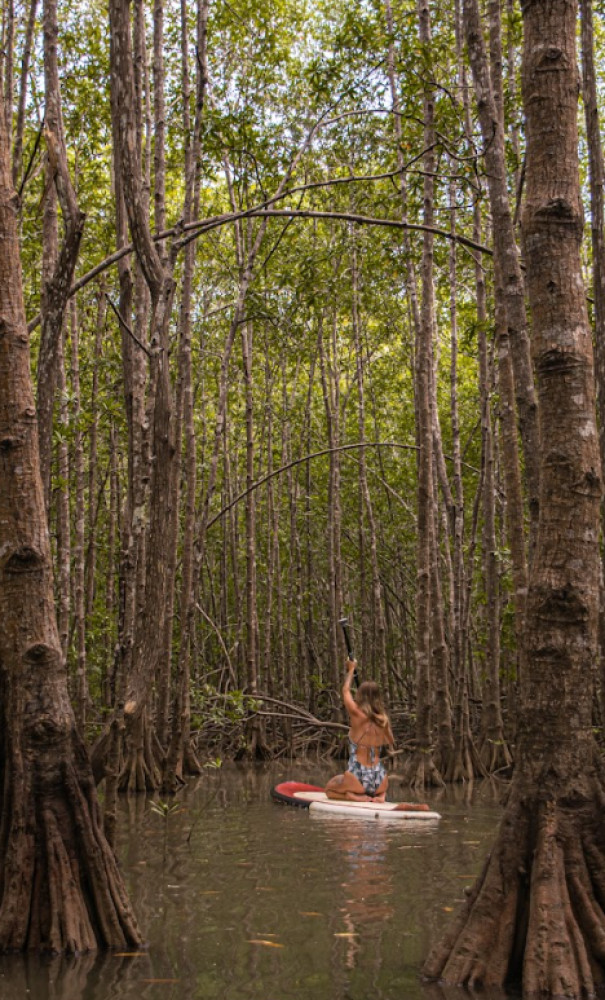 Damas Mangrove Eco-Paddle: Wildlife & Calm Waters