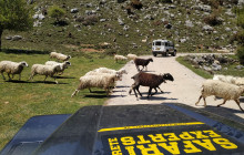 SAFARI EXPERTS CRETE12