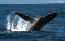 Hilo Ocean Adventures LLC9